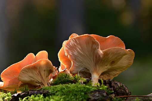 The Power of Mushroom Supplements for Your Health and Longevity